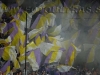 MariborCelje_10_Viole_200809.jpg