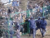 MuraNafta_200809_Gorgone_06.jpg